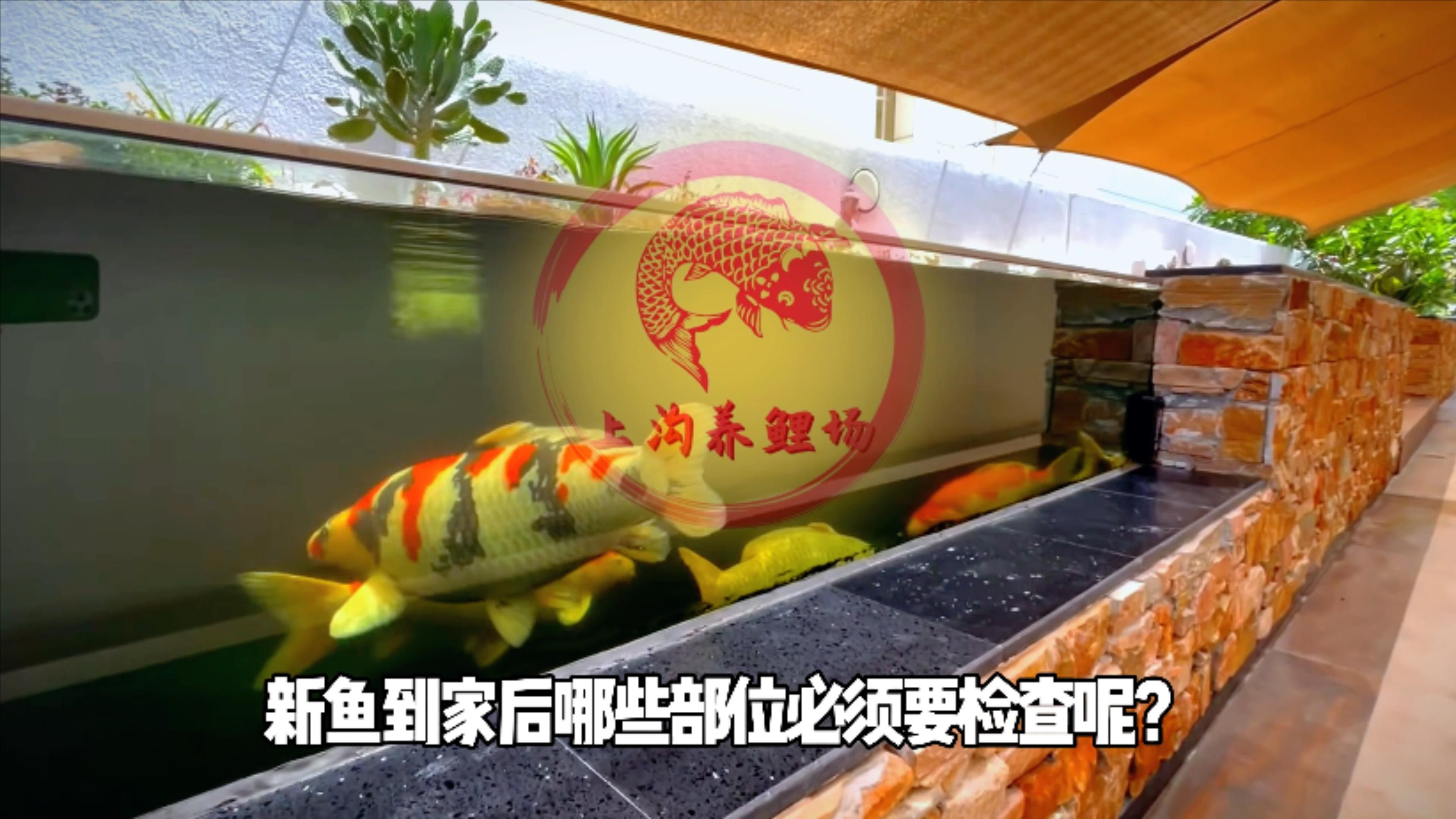 如何判斷新魚是否健康，判斷新魚是否健康是養魚愛好者和寵物主人關心的問題