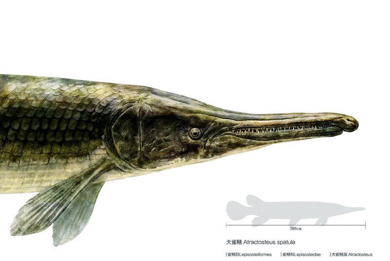滁州龍魚和雀鱔有何區(qū)別，滁州龍魚與雀鱔有何區(qū)別？