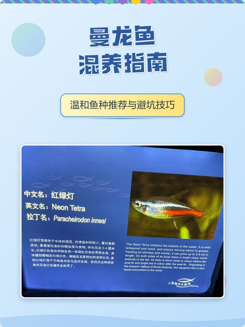 曼龍魚的最佳混養伙伴有哪些，曼龍魚混養指南