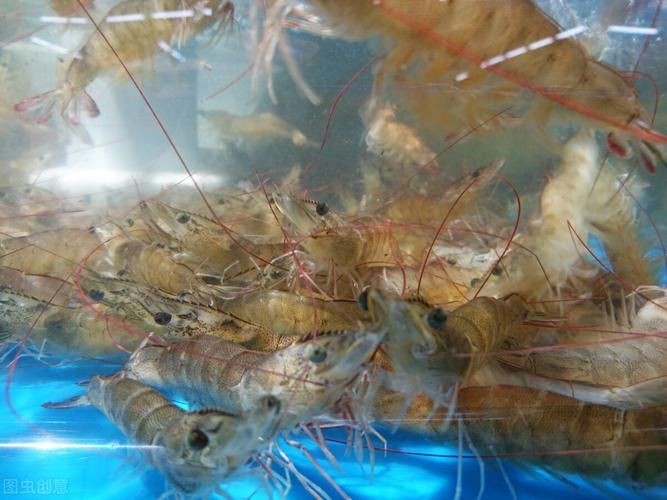 有哪些食物對龍魚真菌病有益
