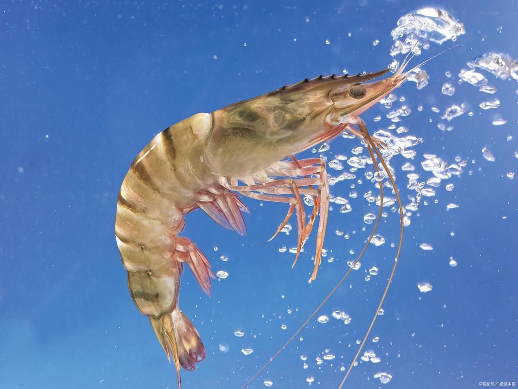 有哪些食物對龍魚真菌病有益