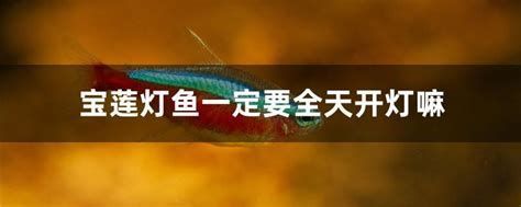 龍魚一開燈就亂撞，如何緩解？