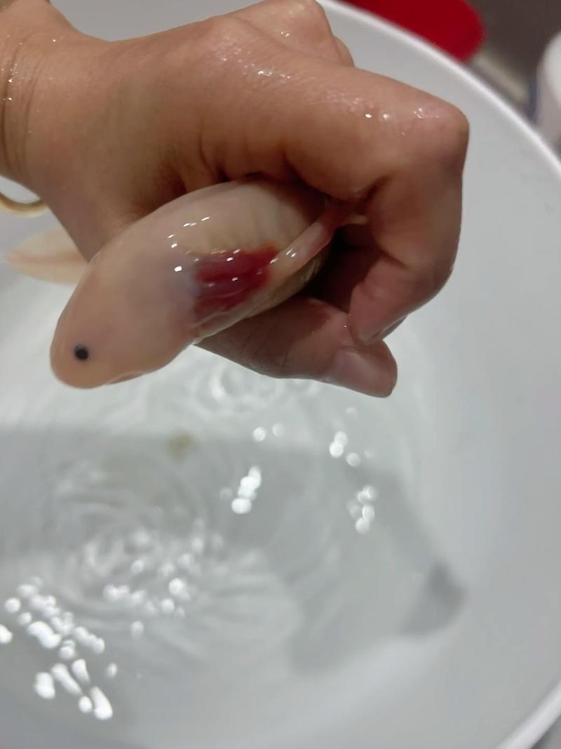 如何預(yù)防六角龍魚鰓爛，六角龍水質(zhì)管理技術(shù) 如何預(yù)防六角龍魚鰓爛，六角龍水質(zhì)管理技術(shù) 龍魚百科 第4張