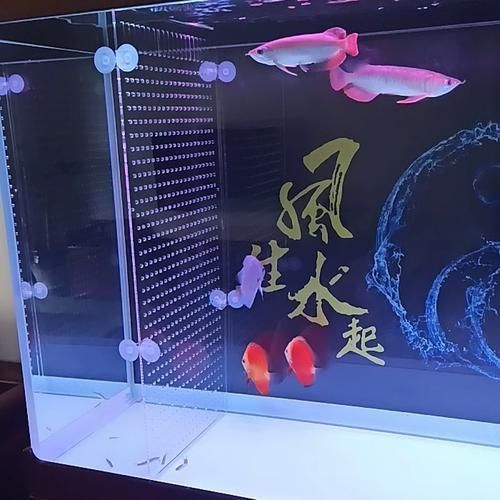 如何預防龍魚外傷感染,如何預防龍魚外傷感染完成用戶要求詳解如何預防龍魚外傷感染 龍魚百科 第9張 如何預防龍魚外傷感染,如何預防龍魚外傷感染完成用戶要求詳解如何預防龍魚外傷感染 如何預防龍魚外傷感染,如何預防龍魚外傷感染完成用戶要求詳解如何預防龍魚外傷感染 龍魚百科 第9張
