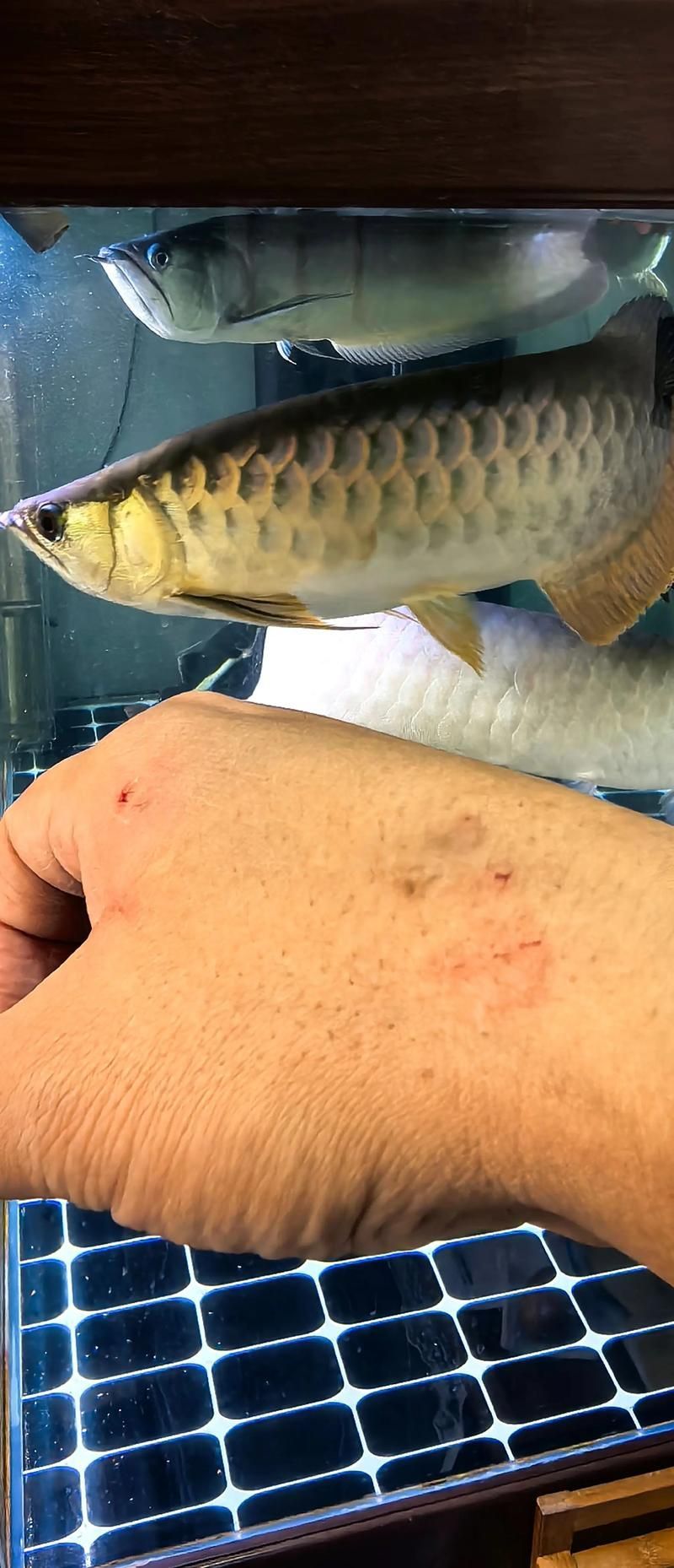 龍魚抖嘴后如何恢復(fù)?,龍魚“抖嘴”后如何恢復(fù) 龍魚百科 第2張 龍魚抖嘴后如何恢復(fù)?,龍魚“抖嘴”后如何恢復(fù) 龍魚抖嘴后如何恢復(fù)?,龍魚“抖嘴”后如何恢復(fù) 龍魚百科 第2張