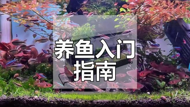 家庭養魚需要哪些設備，家庭養魚需要哪些設備，家庭養魚需要哪些注意事項？ 家庭養魚需要哪些設備，家庭養魚需要哪些設備，家庭養魚需要哪些注意事項？ 龍魚百科 第2張