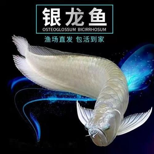廣州龍魚市場的價格如何？，廣州龍魚市場主流品種價格對照表 廣州龍魚市場的價格如何？，廣州龍魚市場主流品種價格對照表 龍魚百科 第4張