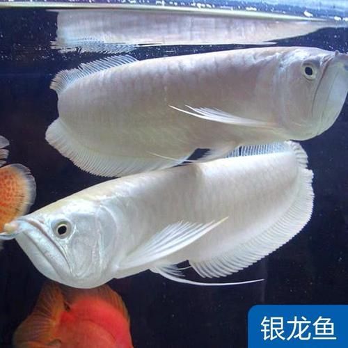 廣州龍魚市場的價格如何？，廣州龍魚市場主流品種價格對照表 廣州龍魚市場的價格如何？，廣州龍魚市場主流品種價格對照表 龍魚百科 第3張