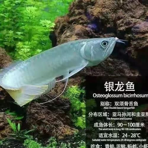 廣州龍魚市場的價格如何？，廣州龍魚市場主流品種價格對照表 廣州龍魚市場的價格如何？，廣州龍魚市場主流品種價格對照表 龍魚百科 第2張