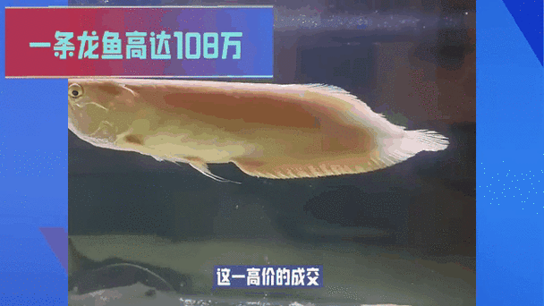廣州龍魚市場的價格如何？，廣州龍魚市場主流品種價格對照表 廣州龍魚市場的價格如何？，廣州龍魚市場主流品種價格對照表 龍魚百科 第7張