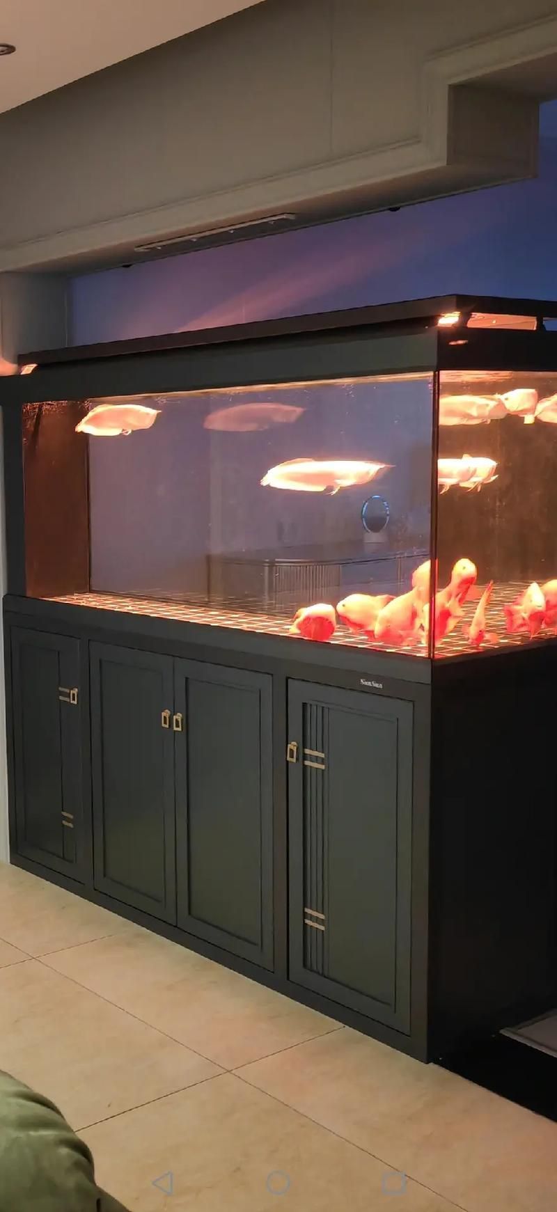森森和閩江哪個品牌的龍魚魚缸更好?,森森和閩江哪個品牌更好? 龍魚百科 第2張 森森和閩江哪個品牌的龍魚魚缸更好?,森森和閩江哪個品牌更好? 森森和閩江哪個品牌的龍魚魚缸更好?,森森和閩江哪個品牌更好? 龍魚百科 第2張