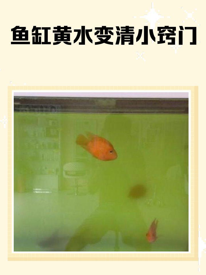 如何改善立達金龍魚的水質，如何改善立達金龍魚水質 如何改善立達金龍魚的水質，如何改善立達金龍魚水質 龍魚百科 第6張