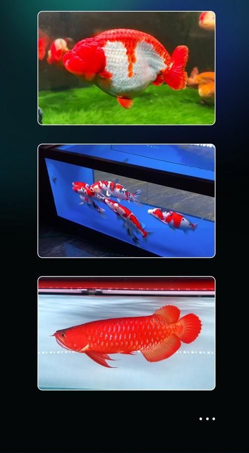哪個品牌的龍魚夜燈最好,龍魚夜燈哪個品牌的龍魚夜燈最好,龍魚夜燈最好用 龍魚百科 第4張 哪個品牌的龍魚夜燈最好,龍魚夜燈哪個品牌的龍魚夜燈最好,龍魚夜燈最好用 哪個品牌的龍魚夜燈最好,龍魚夜燈哪個品牌的龍魚夜燈最好,龍魚夜燈最好用 龍魚百科 第4張