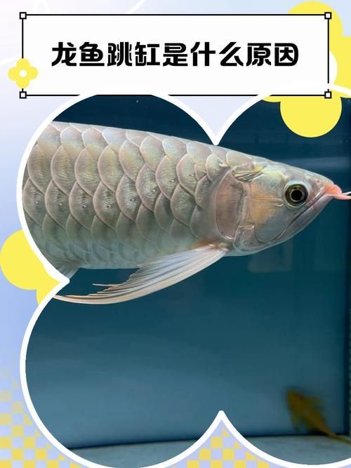 馬尾龍魚有哪些常見的誤傳，關于馬尾龍魚的一些常見誤傳