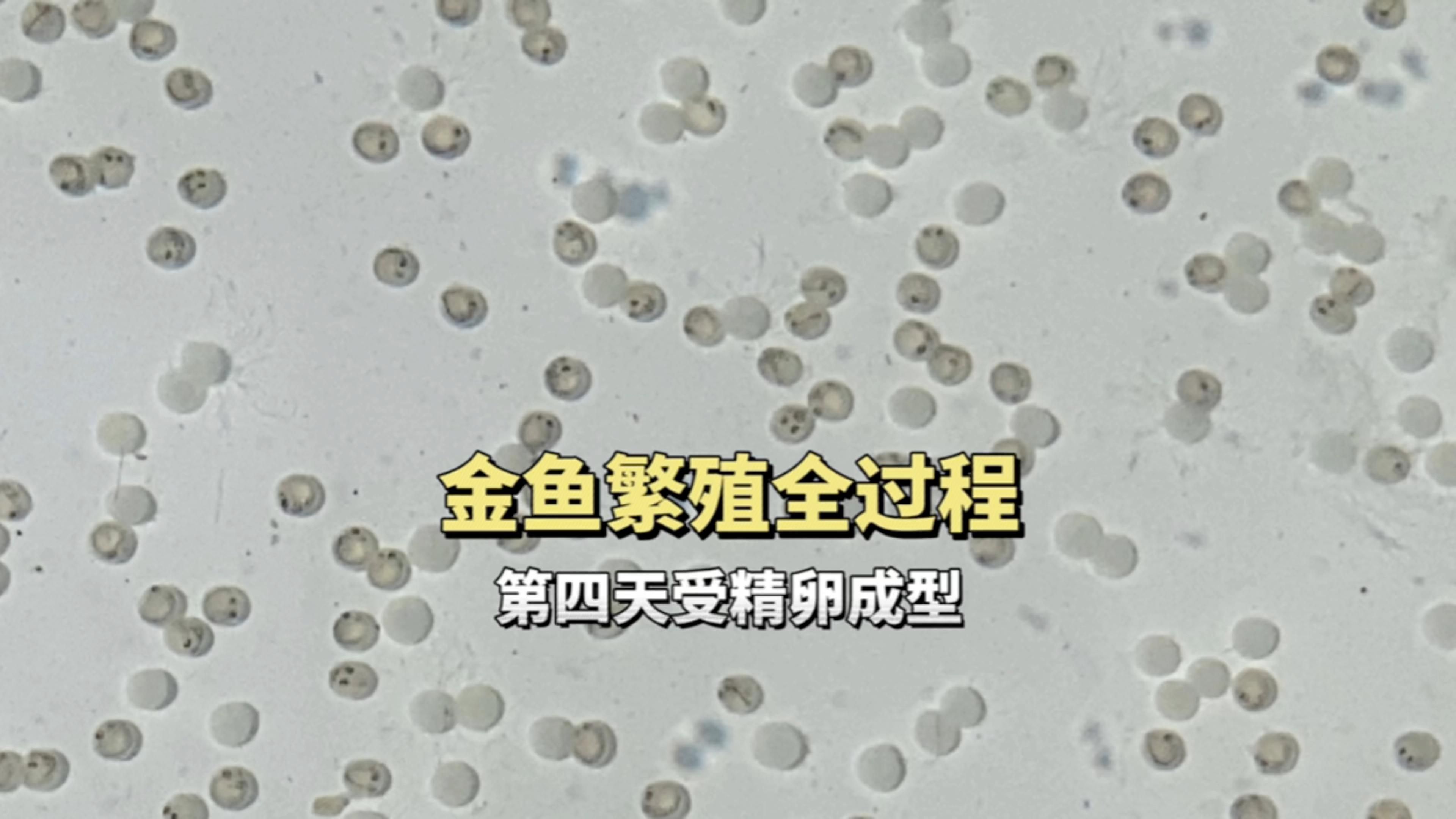 如何判斷金魚(yú)是否懷卵成功，判斷金魚(yú)是否懷卵成功 如何判斷金魚(yú)是否懷卵成功，判斷金魚(yú)是否懷卵成功 龍魚(yú)百科 第2張
