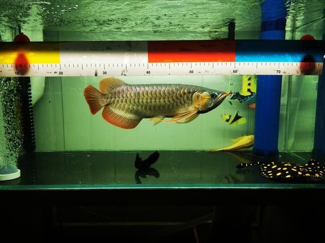 如何聯系龍魚漁場查詢真偽？