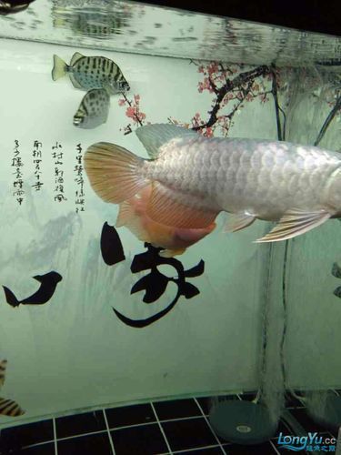 如何聯系龍魚漁場查詢真偽？