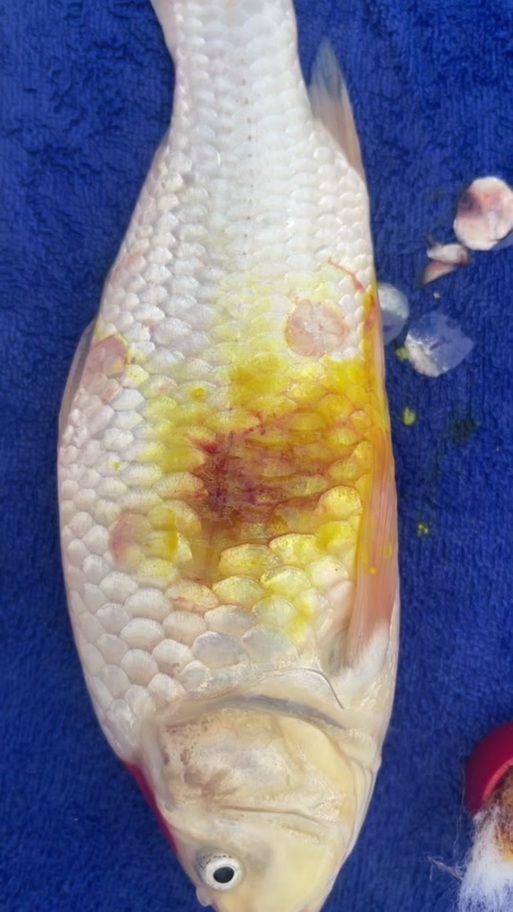 如何判斷魚鱗變紅是否感染，如何判斷魚身紅點成因與治療調全解析