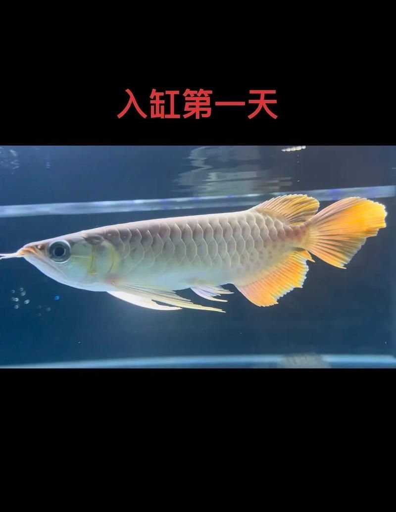 1--2公分紅龍魚幼苗圖片，1-2公分紅龍魚幼苗圖片 1--2公分紅龍魚幼苗圖片，1-2公分紅龍魚幼苗圖片 龍魚百科 第24張