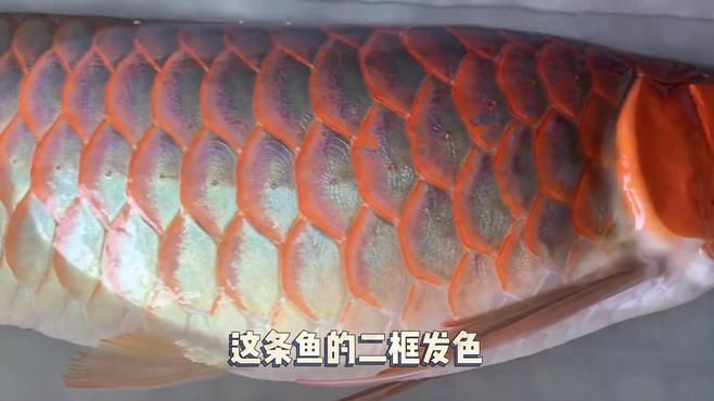 龍魚掉眼和兜嘴哪個更容易糾正？，龍魚掉眼和兜嘴哪個更容易糾正龍魚掉眼和兜嘴哪個更容易糾正 龍魚掉眼和兜嘴哪個更容易糾正？，龍魚掉眼和兜嘴哪個更容易糾正龍魚掉眼和兜嘴哪個更容易糾正 龍魚百科