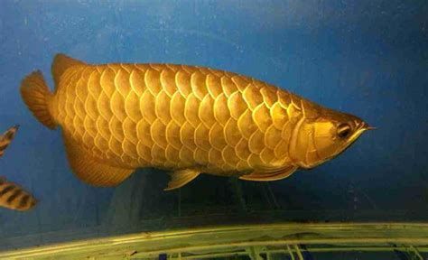 金龍魚胡須長短不一如何矯正？，如何矯正金龍魚胡須長短不一問題