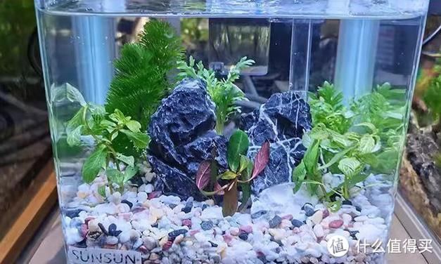 紅財神魚和銀龍魚混養需要哪些設備，紅財神魚、銀龍魚混養設備配置方案