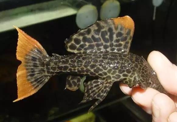 如何辨別南美異型魚的品種？，南美異型魚（loricariidae）如何辨別南美異型魚