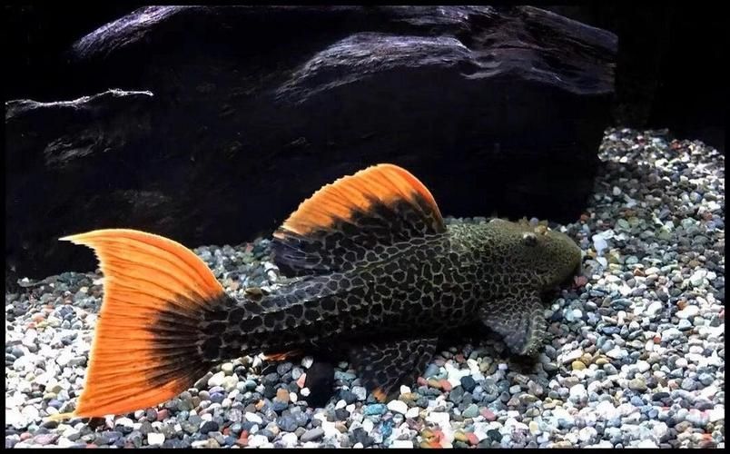 如何辨別南美異型魚的品種？，南美異型魚（loricariidae）如何辨別南美異型魚