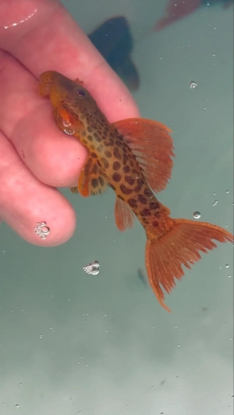 如何辨別南美異型魚的品種？，南美異型魚（loricariidae）如何辨別南美異型魚