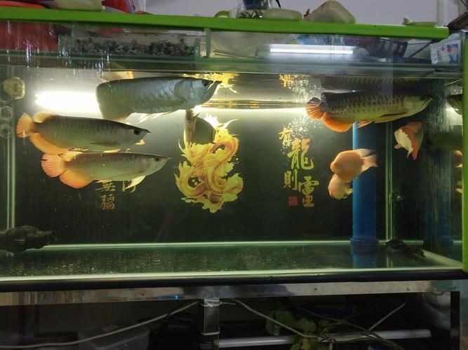 能否提供更多龍魚養殖的圖文案例，龍魚養殖圖文案例