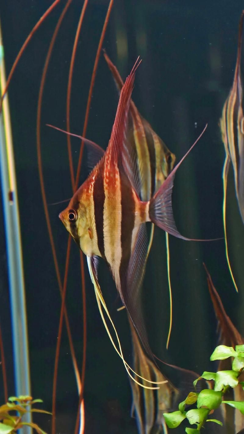 如何辨別圣菲埃及魚的真偽？，如何辨別“圣菲埃及魚”并非官方學名