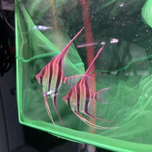 如何辨別圣菲埃及魚的真?zhèn)?？，如何辨別“圣菲埃及魚”并非官方學名