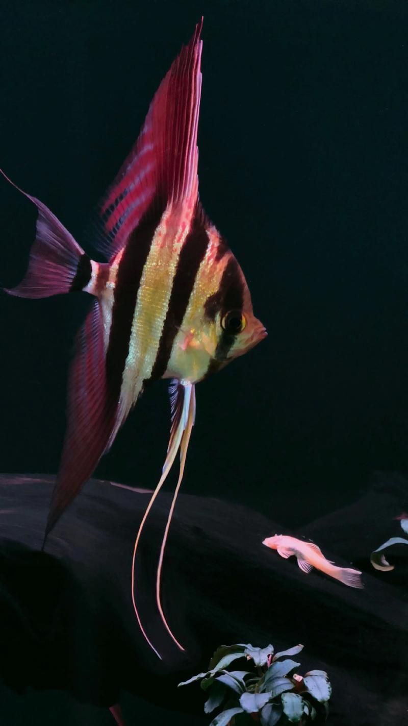 如何辨別圣菲埃及魚的真偽？，如何辨別“圣菲埃及魚”并非官方學名