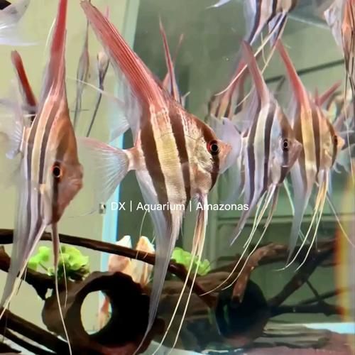 如何辨別圣菲埃及魚的真?zhèn)?？，如何辨別“圣菲埃及魚”并非官方學名