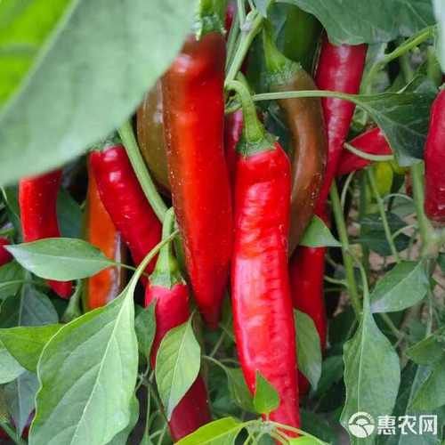 紅龍魚品相評分表，紅龍魚品相評分標準