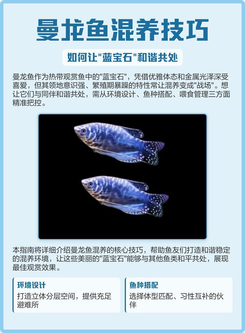 曼龍魚混養(yǎng)時(shí)需要注意哪些事項(xiàng)，曼龍魚混養(yǎng)時(shí)需要注意的事項(xiàng)