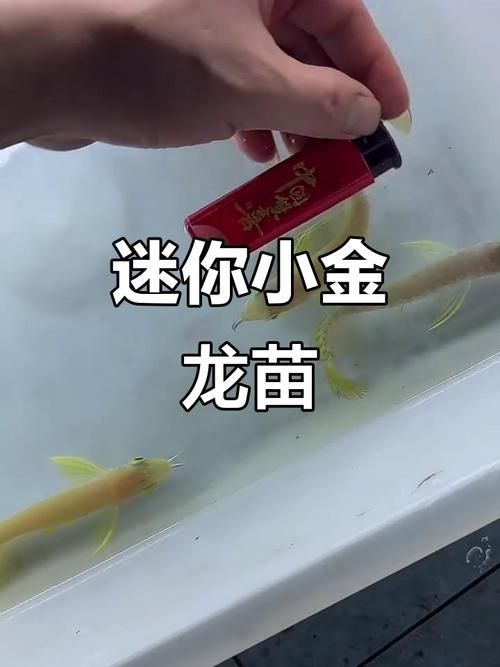 如何挑選高質(zhì)量的1～2厘米金龍苗，如何挑選高質(zhì)量1，2厘米金龍苗的高質(zhì)量1 如何挑選高質(zhì)量的1～2厘米金龍苗，如何挑選高質(zhì)量1，2厘米金龍苗的高質(zhì)量1 龍魚百科 第3張