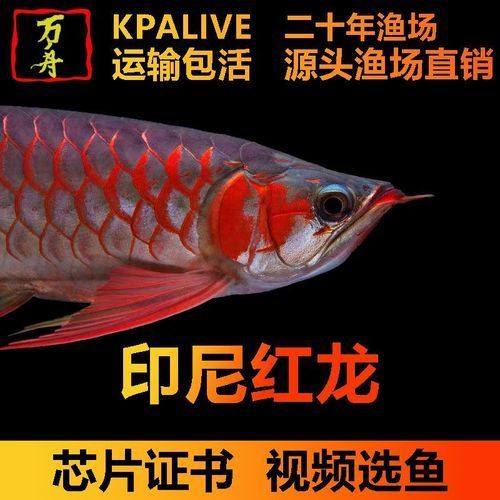 祥龍魚場(chǎng)超血紅龍魚苗價(jià)格是多少,祥龍魚場(chǎng)的超血紅龍魚苗價(jià)格是多少? 龍魚百科 第3張 祥龍魚場(chǎng)超血紅龍魚苗價(jià)格是多少,祥龍魚場(chǎng)的超血紅龍魚苗價(jià)格是多少? 祥龍魚場(chǎng)超血紅龍魚苗價(jià)格是多少,祥龍魚場(chǎng)的超血紅龍魚苗價(jià)格是多少? 龍魚百科 第3張