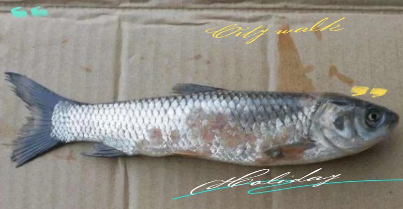 如何判斷魚是否患有赤皮病，如何判斷魚是否患有赤皮病,給魚治療赤皮病時需要注意什么 如何判斷魚是否患有赤皮病，如何判斷魚是否患有赤皮病,給魚治療赤皮病時需要注意什么 龍魚百科 第2張