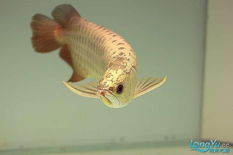 羅湖龍魚有哪些熱門品種？，羅湖龍魚品種詳解“羅湖龍魚”品種詳解羅湖龍魚品種 羅湖龍魚有哪些熱門品種？，羅湖龍魚品種詳解“羅湖龍魚”品種詳解羅湖龍魚品種 龍魚百科 第16張