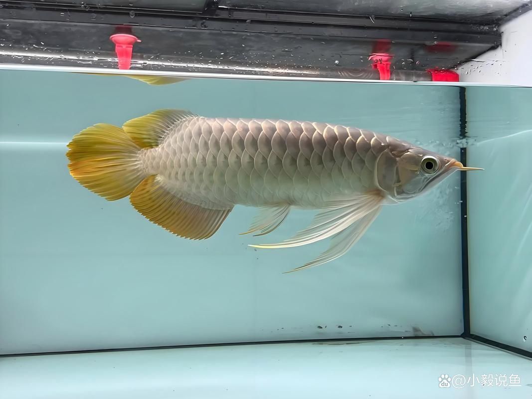 羅湖龍魚有哪些熱門品種？，羅湖龍魚品種詳解“羅湖龍魚”品種詳解羅湖龍魚品種 羅湖龍魚有哪些熱門品種？，羅湖龍魚品種詳解“羅湖龍魚”品種詳解羅湖龍魚品種 龍魚百科 第15張