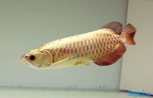 羅湖龍魚有哪些熱門品種？，羅湖龍魚品種詳解“羅湖龍魚”品種詳解羅湖龍魚品種 羅湖龍魚有哪些熱門品種？，羅湖龍魚品種詳解“羅湖龍魚”品種詳解羅湖龍魚品種 龍魚百科 第17張