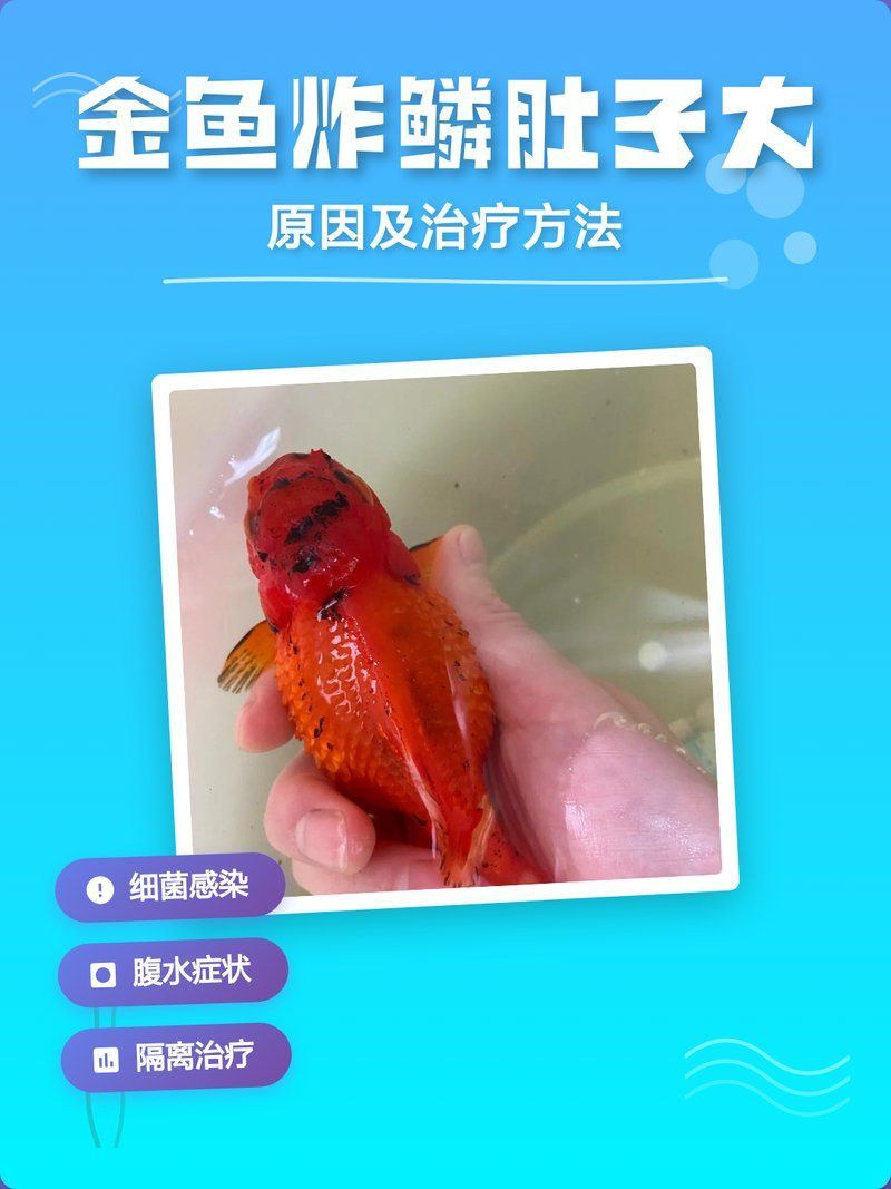如何判斷金魚是否大肚子炸鱗，金魚大肚子炸鱗是怎么回事 如何判斷金魚是否大肚子炸鱗，金魚大肚子炸鱗是怎么回事 龍魚百科 第4張