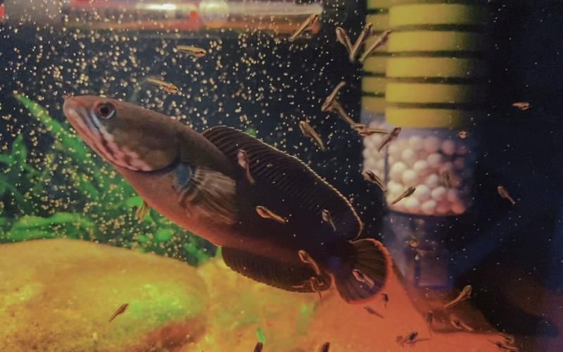 如何延長胭脂孔雀龍魚的壽命？，如何延長孔雀龍魚的壽命？ 如何延長胭脂孔雀龍魚的壽命？，如何延長孔雀龍魚的壽命？ 龍魚百科 第10張