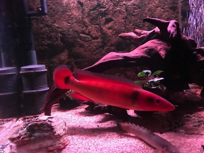 如何延長胭脂孔雀龍魚的壽命？，如何延長孔雀龍魚的壽命？ 如何延長胭脂孔雀龍魚的壽命？，如何延長孔雀龍魚的壽命？ 龍魚百科 第5張