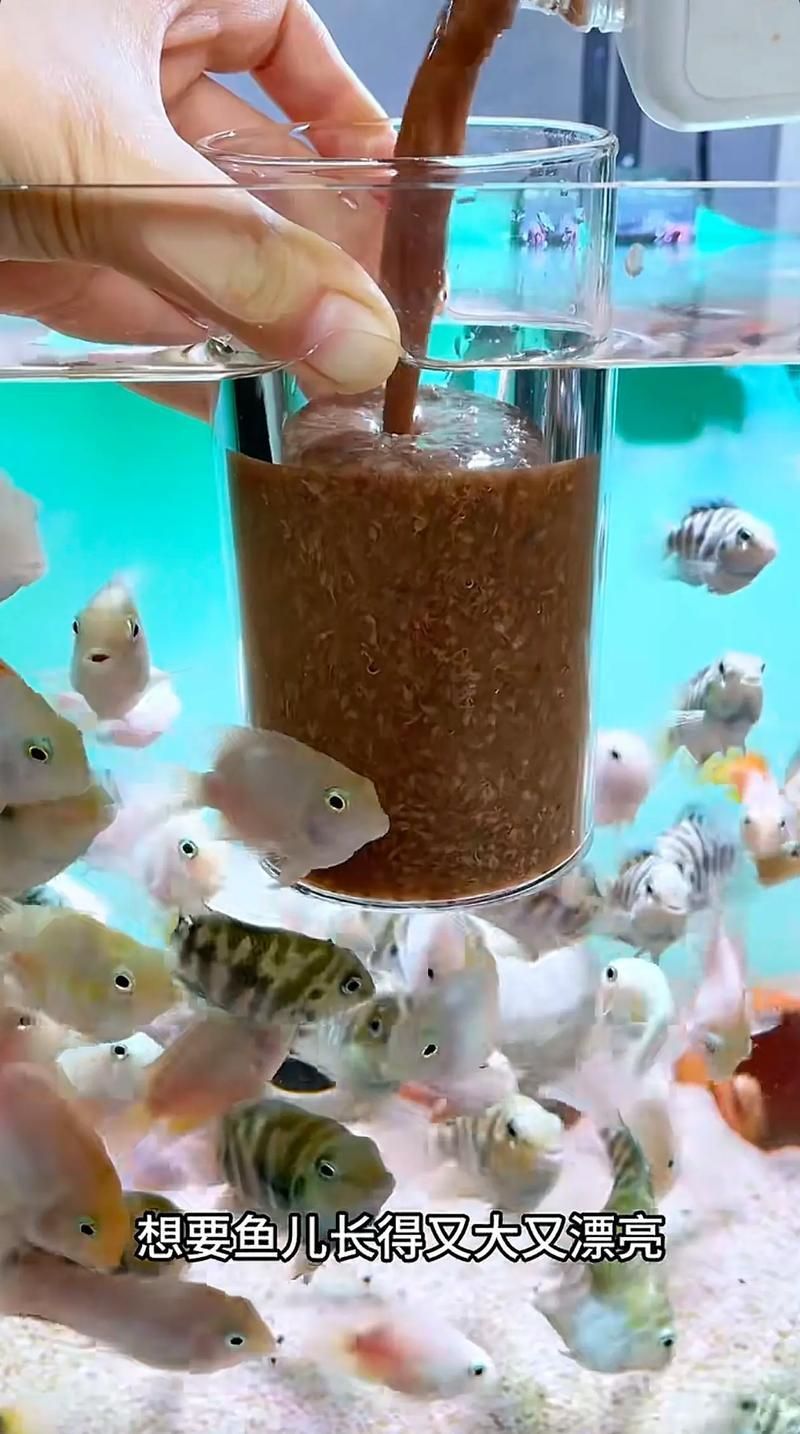 如何延長胭脂孔雀龍魚的壽命？，如何延長孔雀龍魚的壽命？ 如何延長胭脂孔雀龍魚的壽命？，如何延長孔雀龍魚的壽命？ 龍魚百科 第7張
