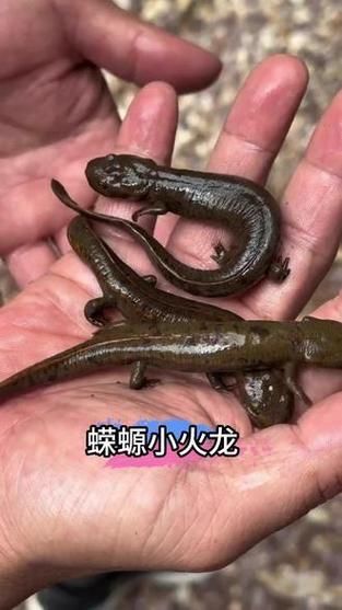 給我一些判斷小火龍蠑螈是否吃飽的圖片，如何判斷小火龍蠑螈是否“吃飽” 給我一些判斷小火龍蠑螈是否吃飽的圖片，如何判斷小火龍蠑螈是否“吃飽” 龍魚百科 第2張