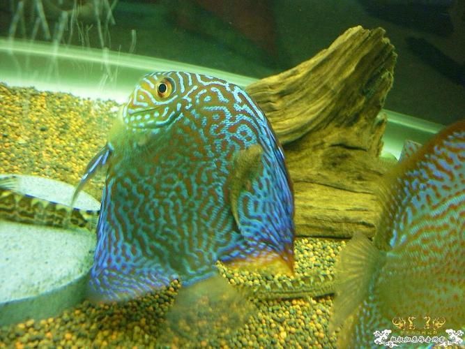 杰西卡恐龍魚有哪些特點?,杰富媒體組件之“杰西卡恐龍魚” 龍魚百科 第5張 杰西卡恐龍魚有哪些特點?,杰富媒體組件之“杰西卡恐龍魚” 杰西卡恐龍魚有哪些特點?,杰富媒體組件之“杰西卡恐龍魚” 龍魚百科 第5張