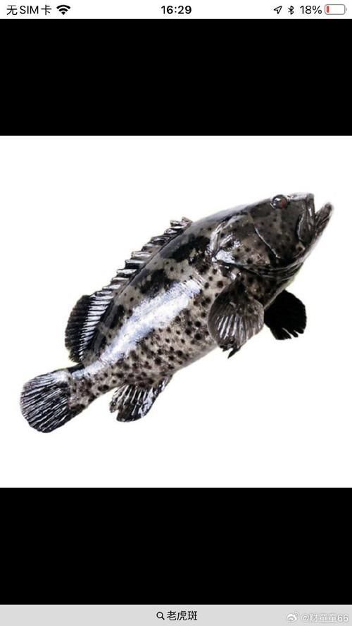 杰西卡恐龍魚有哪些特點？，杰富媒體組件之“杰西卡恐龍魚”