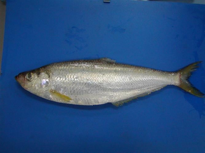 杰西卡恐龍魚有哪些特點?,杰富媒體組件之“杰西卡恐龍魚” 龍魚百科 第4張 杰西卡恐龍魚有哪些特點?,杰富媒體組件之“杰西卡恐龍魚” 杰西卡恐龍魚有哪些特點?,杰富媒體組件之“杰西卡恐龍魚” 龍魚百科 第4張